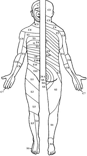 Dermatome Chart