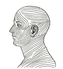 Skin Tension Lines Face Lateral